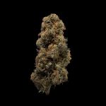 Seedsman Jealousy Fast cannabis strain