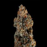 Seedsman Gelato 41 BX Auto cannabis strain