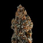 Seedsman Gelato 41 BX Auto cannabis strain