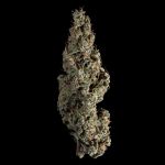 Seedsman Wedding Cake Auto cannabis strain