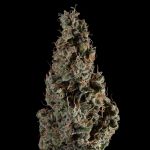 Seedsman Wedding Cake Auto cannabis strain