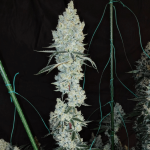 Lemon Cherry Pie R1 Feminised Seeds