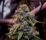 Genius Juice Feminised by Brothers Grimm Seeds