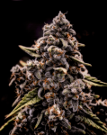 Genius Juice Feminised by Brothers Grimm Seeds