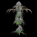 Ocifer Feminised strain by Brothers Grimm