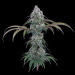 Ocifer Feminised strain by Brothers Grimm