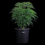 Ocifer Feminised strain by Brothers Grimm