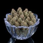 Ocifer Feminised strain by Brothers Grimm