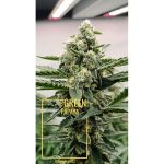 Green Papaya cannabis strain by Super Sativa Seed Club