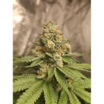 Green Papaya cannabis strain by Super Sativa Seed Club