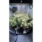 Green Papaya cannabis strain by Super Sativa Seed Club