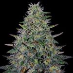 Cherry Pavlova Feminised strain by G13 Labs