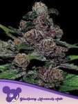 Blackberry Moonrocks Auto Feminised Seeds