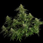 Gaia F1 Auto Feminised strain by Royal Queen Seeds
