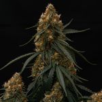 Gaia F1 Auto Feminised strain by Royal Queen Seeds