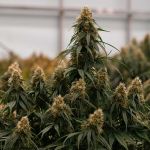 Gaia F1 Auto Feminised strain by Royal Queen Seeds