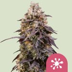 Sticky Queen Feminised strain by Royal Queen Seeds