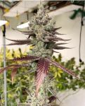 Bluenana Feminised strain by In House Genetics