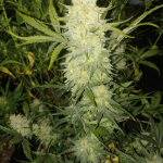 Bananacane Feminised Seeds by In House Genetics