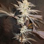33rd Degree Feminised strain by In House Genetics