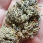 Banana Cake Feminised strain by In House Genetics