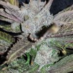 Black Cherry Punch Feminised strain by In House Genetics