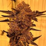 Black Cherry Flambe Feminised strain by In House Genetics