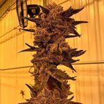 Black Cherry Flambe Feminised strain by In House Genetics