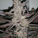 Crystal Cookies V2 Feminised strain by In House Genetics
