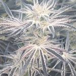 Deluxe Sugarcane Feminised strain by In House Genetics
