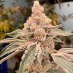 Dream Candy Feminised strain by In House Genetics
