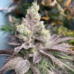 Dream Candy Feminised strain by In House Genetics