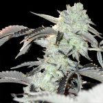 Frozen Gelato Feminised strain by In House Genetics