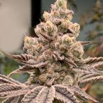 Frozen Grapes Feminised strain by In House Genetics