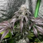 Garlic Storm Feminised strain by In House Genetics