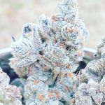 Jelly Breath S1 Feminised strain by In House Genetics