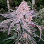Jellysickle Feminised strain by In House Genetics