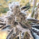 Masterpiece Feminised strain by In House Genetics
