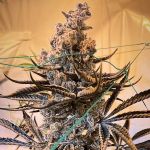 Masterpiece Feminised strain by In House Genetics
