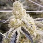 Masterpiece Feminised strain by In House Genetics