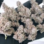 Masterpiece Feminised strain by In House Genetics