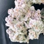 Masterpiece Feminised strain by In House Genetics