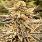 Platinum Dosi Feminised strain by In House Genetics