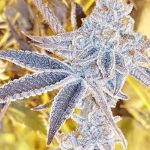 Platinum Dosi Feminised strain by In House Genetics