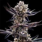 Platinum Kush Breath Feminised strain by In House Genetics