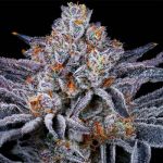 Platinum Kush Breath Feminised strain by In House Genetics