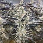 Platinum Kush Breath Remix Feminised strain by In House Genetics