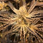 Platinum Kush Breath Remix Feminised strain by In House Genetics