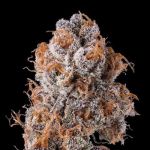 Platinum Valley Feminised strain by In House Genetics