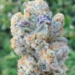 Slurricane Feminised strain by In House Genetics